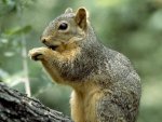 fox-squirrel_5886_600x450.jpg