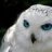 White Owl